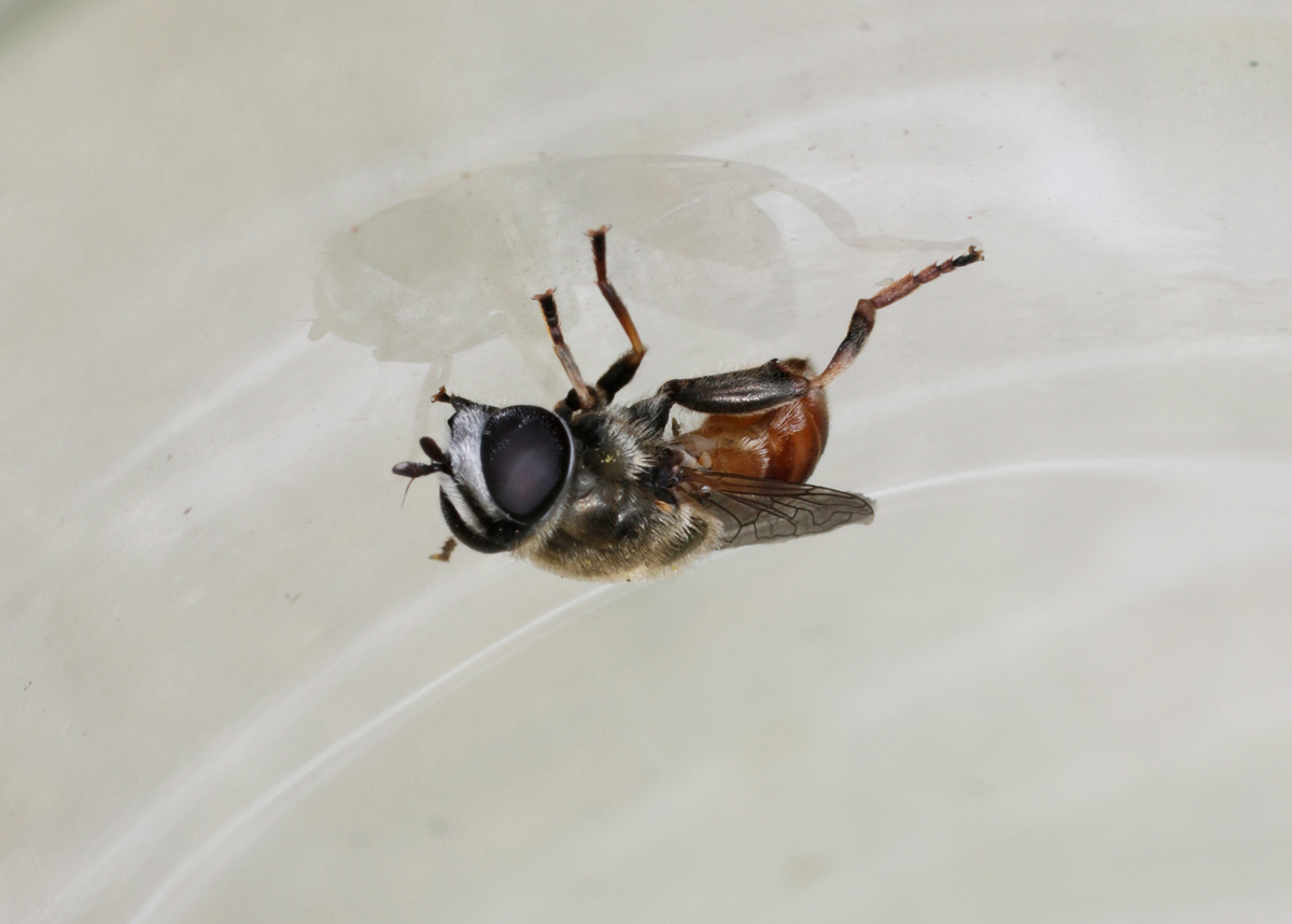 Syrphidae: Merodon sp., femmina